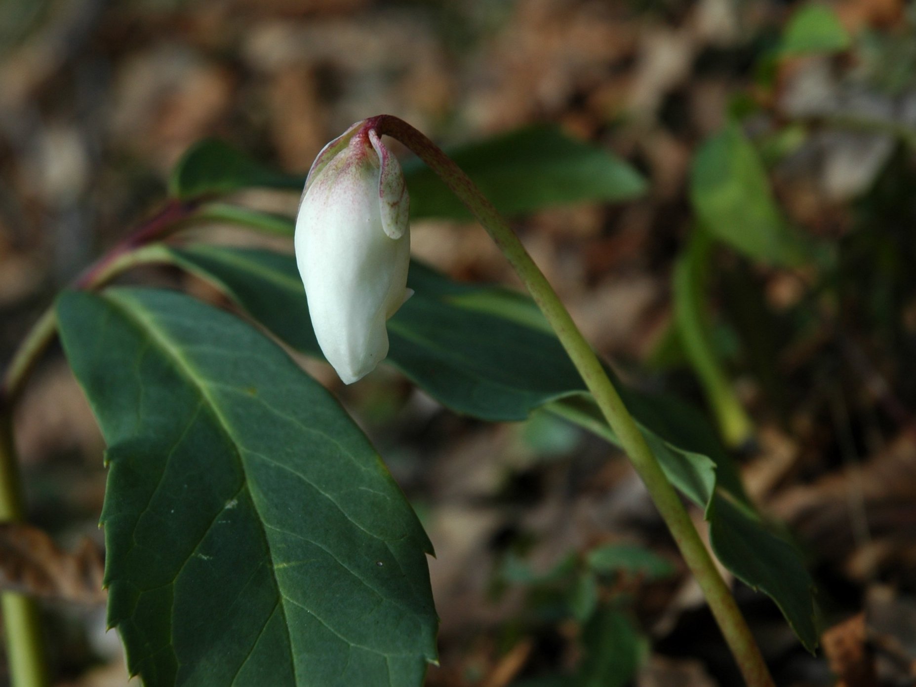Helleborus niger  / Rosa di Natale
